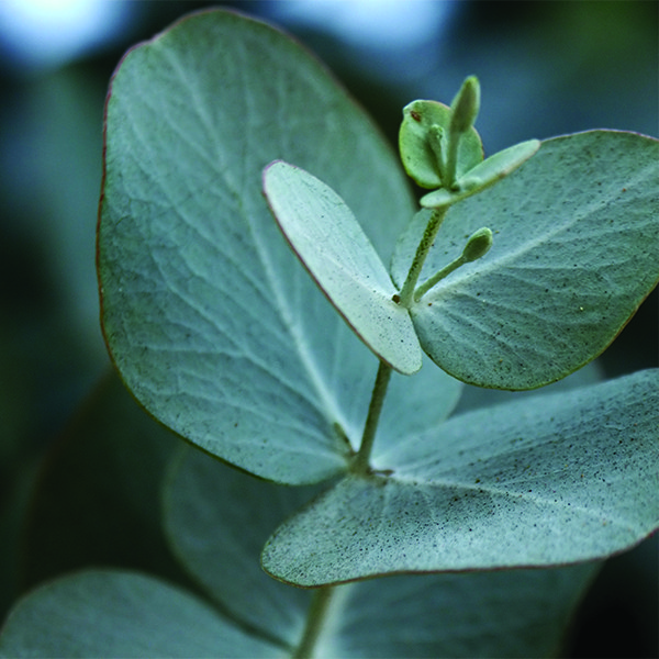Eucalyptus plant