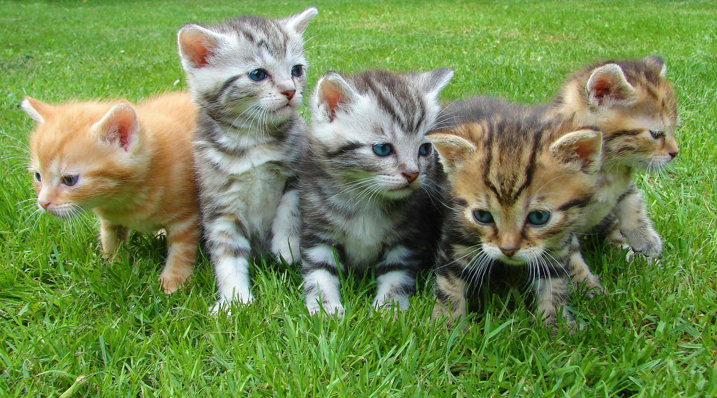 Katten
